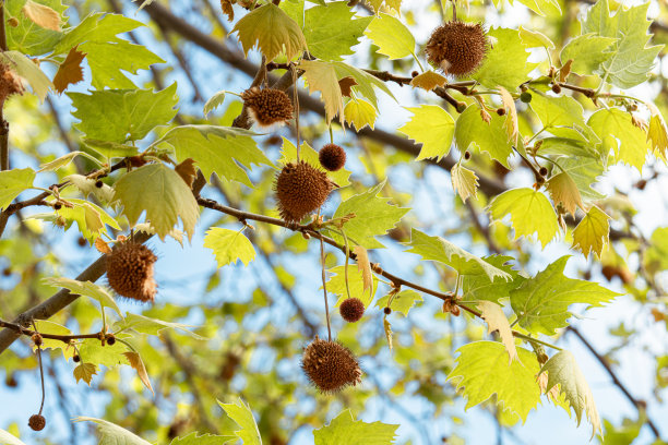 栗子树图片下载