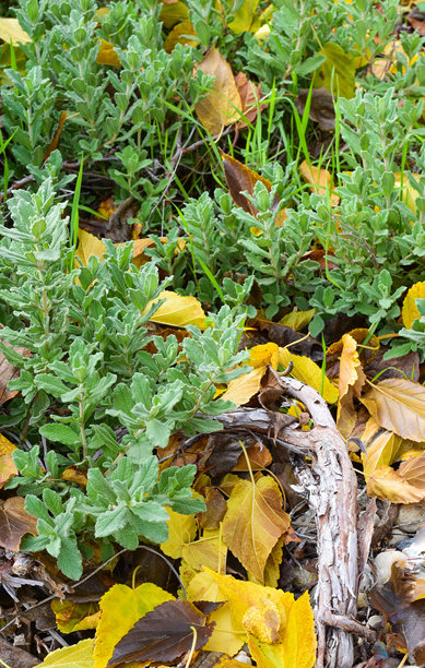 自然界的模式图片下载
