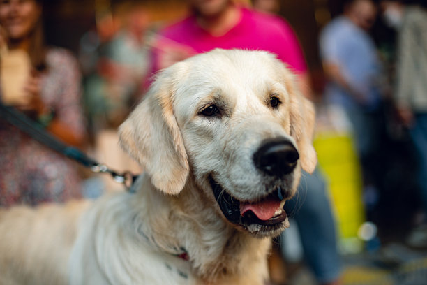 外面欢快的拉布拉多猎犬的照片。与宠物一起摄影，与动物一起生活。图片下载