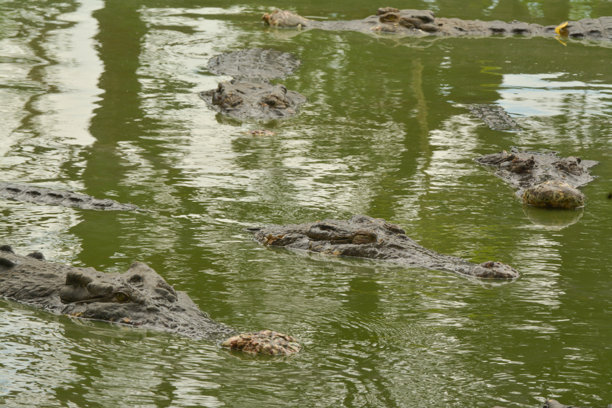 淡水鳄鱼在水面上休息的图片图片下载