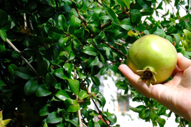 石榴树上的石榴的特写图片图片下载