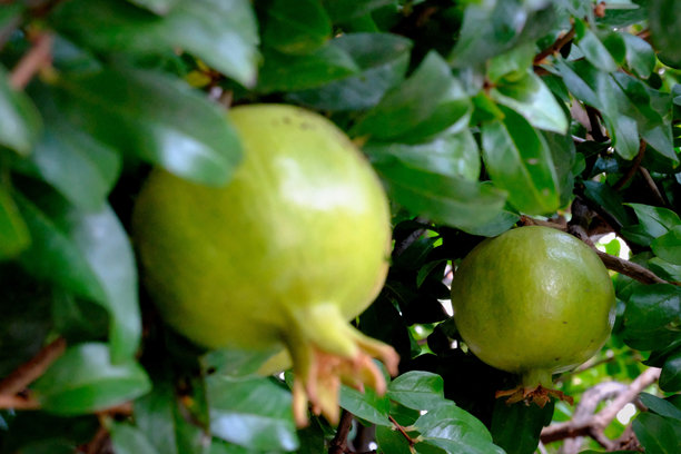 石榴树上的石榴的特写图片图片下载