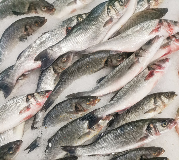 新鲜海鲈鱼图片下载