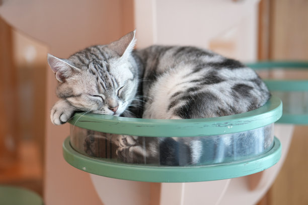 一只猫睡在木猫塔里。图片下载