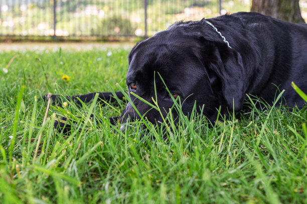 一只黑色的拉布拉多犬躺在草地上，悲伤地透过叶片凝视着它的眼睛，特写镜头对准了它的眼睛。这张照片是从低角度拍摄的，捕捉到了绿色草坪上狗狗忧郁的表情图片下载