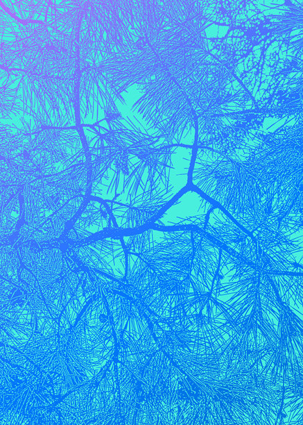 松枝背景图片下载