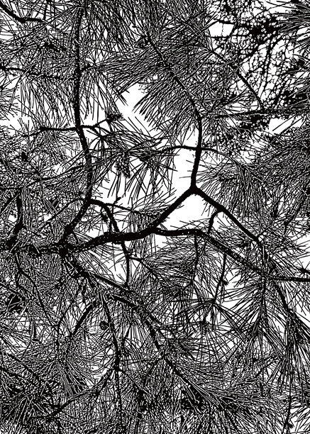 松枝背景图片下载