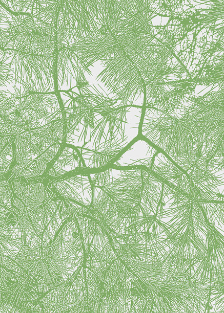 松枝背景图片下载