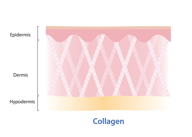 白底分离真皮层胶原纤维矢量图。图片下载