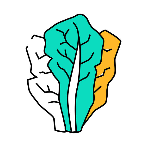 生菜食品图标彩色插图图片下载