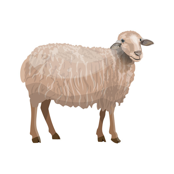 农场动物羊侧视图。图片下载