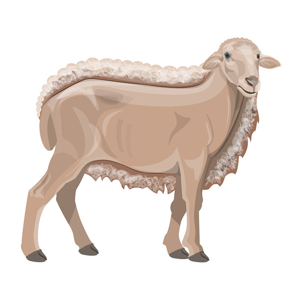 半剪羊矢量图像图片下载