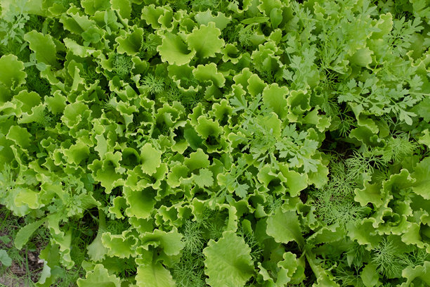 背景是绿色的莴苣叶，俯视图。嫩叶蔬菜种植出版，海报，日历，帖子，屏幕保护程序，壁纸，横幅，封面，网站。高质量照片图片下载