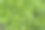 背景是绿色的莴苣叶，俯视图。嫩叶蔬菜种植出版，海报，日历，帖子，屏幕保护程序，壁纸，横幅，封面，网站。高质量照片图片下载