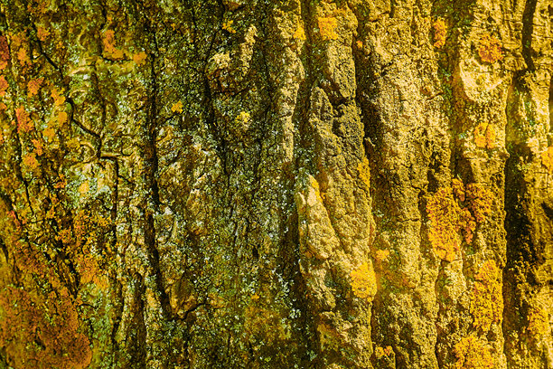 一棵老树的金色皱皮。木制背景图片下载