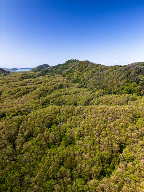红树林和海岸的奇里基，巴拿马-库存照片图片下载