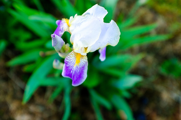 鸢尾花在模糊的绿色背景上，特写。白兰花出版，设计，海报，日历，邮政，屏幕保护程序，壁纸，明信片，横幅，封面，网站。高质量照片图片下载