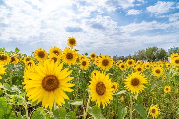 盛开的向日葵图片下载