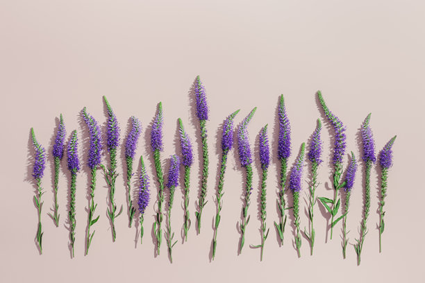 自然盛开的紫色近距离花朵作为趋势最小布局在淡粉色光背景，最小趋势美学花卉概述照片。美丽的自然静物与野花维罗妮卡图片下载