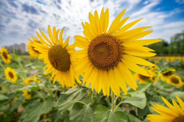 盛开的向日葵图片下载