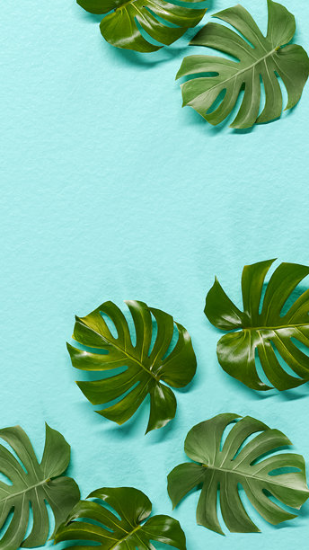 Monstera树叶自然纹理背景图片下载