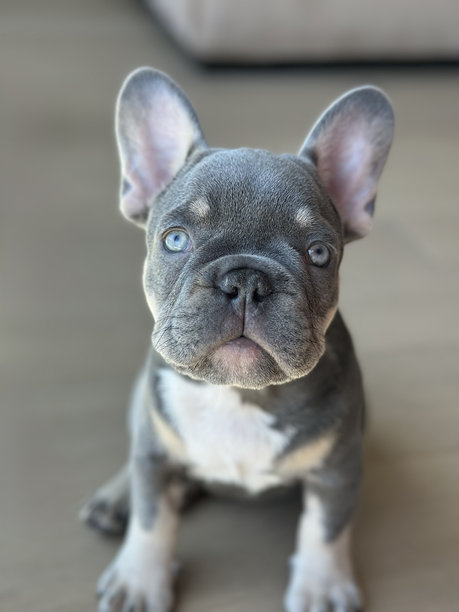 法国斗牛犬小狗坐着看镜头，纯种狗，小狗睡觉特写，蓝色的法国斗牛犬，纯种狗在家里，狗的蓝色眼睛，漂亮可爱的小狗，小年龄的狗独自在照片，动物照片，宠物图片下载