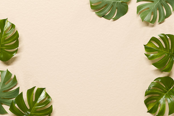 Monstera树叶自然纹理背景图片下载