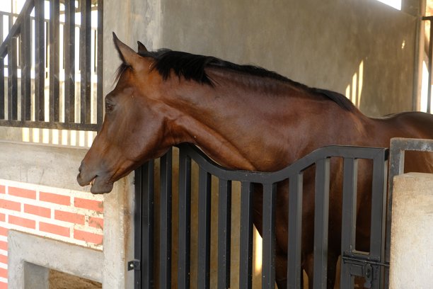 马是一种驯养的单趾、奇趾有蹄哺乳动物。它在分类学上属于马尾科。马厩里的赛马。科仕caballus图片下载