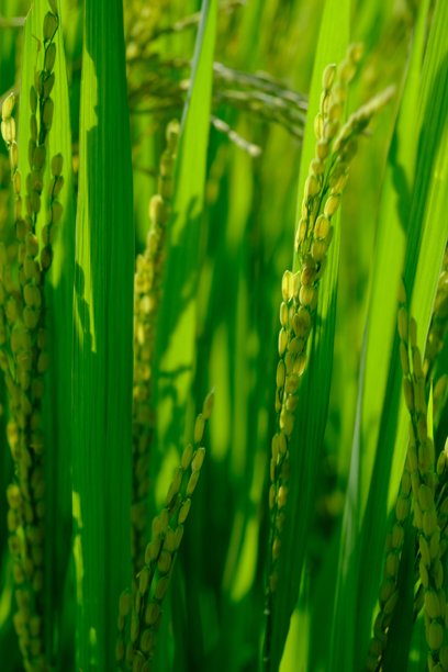 阳光下闪闪发光的稻秆。在热带肥沃的稻田里种植水稻。明亮的绿色。大米是大多数亚洲人的主食。栽培稻。图片下载