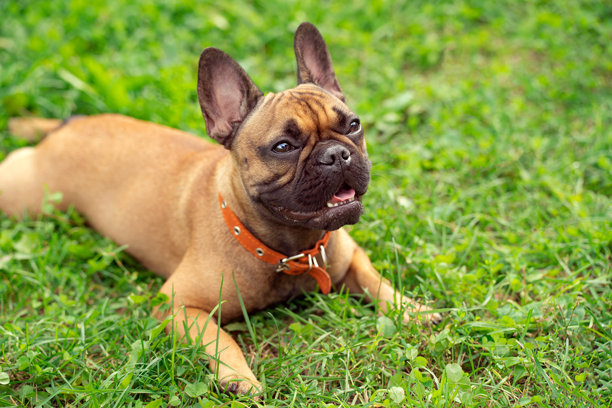 一只棕色的哈巴狗在公园散步，一种沙发狗图片下载