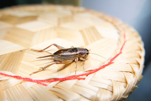 蟋蟀侧面特写照片。图片下载