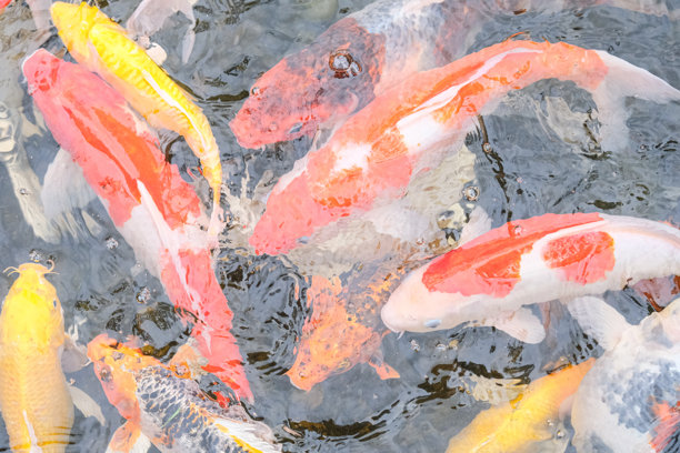 池塘里一群锦鲤的运动。图片下载