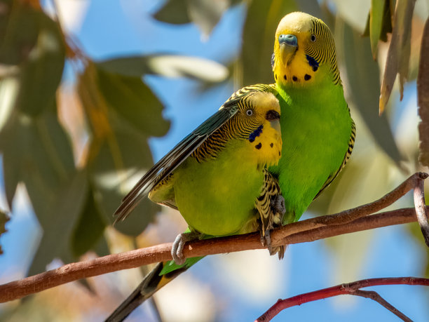 澳大利亚正在繁衍的野生虎皮鹦鹉图片下载