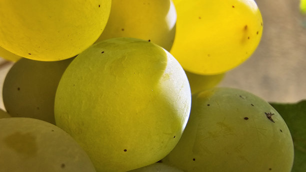 阳光下的绿葡萄的特写微距照片图片下载