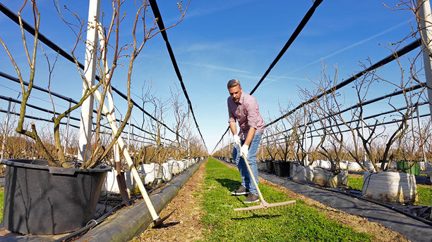 男子使用园艺耙清洁蓝莓有机农场。图片下载