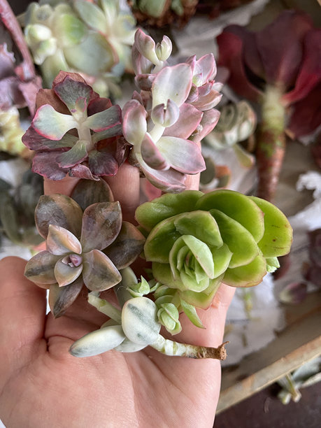 多肉植物病虫害。Echeveria花图片下载