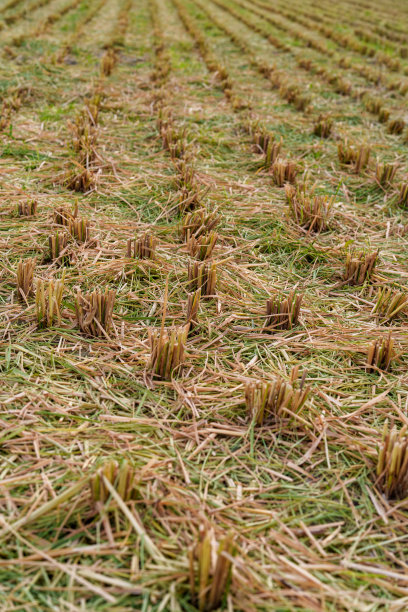 在田间收获的稻谷原料图片下载