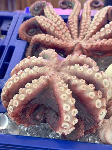 鱼贩的冰/新鲜海鲜中章鱼触手和鱿鱼的图片图片下载