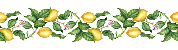 图案水平柠檬和叶子水彩图片下载