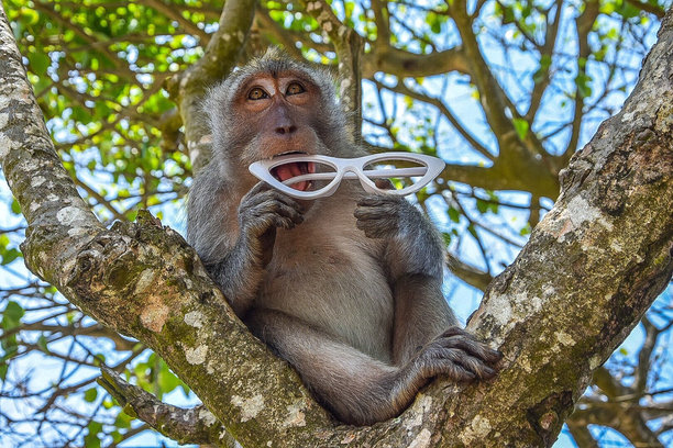猴子坐在树枝上拿着眼镜的低角度照片图片下载
