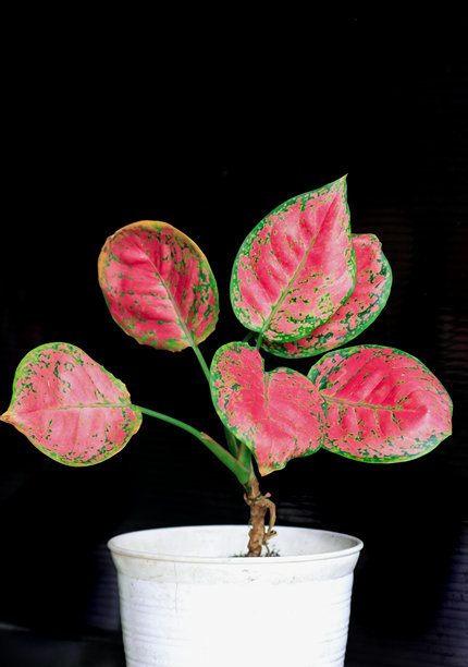 红色花瓣特写照片图片下载