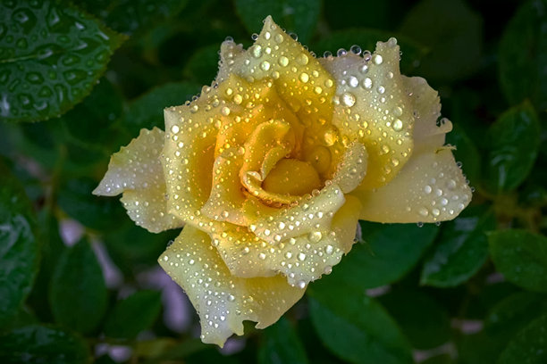 瀑布、海浪、沙滩和露珠的特写照片图片下载