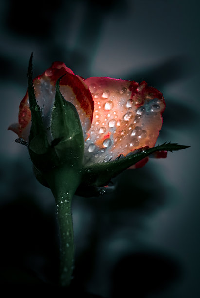 瀑布、海浪、沙滩和露珠的特写照片图片下载