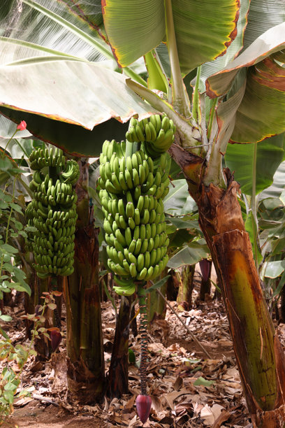 在封闭区域内种植香蕉或大蕉图片下载
