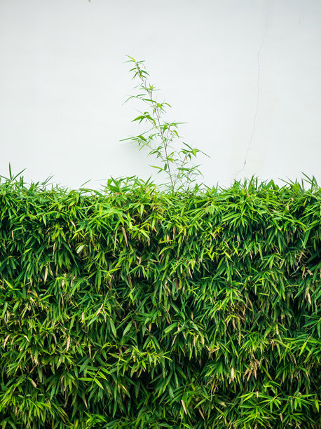 斑驳的竹影：竹林中新鲜优雅的角落图片下载