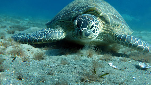 大型绿海龟图片下载