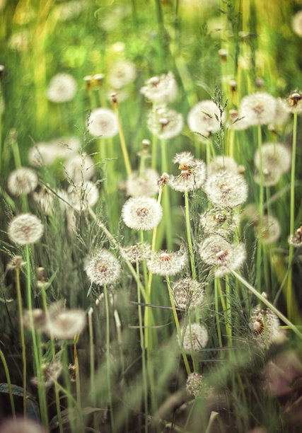 蒲公英空地图片下载