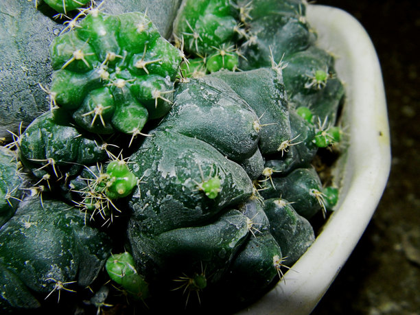 热带地区花盆里的小仙人掌的特写照片图片下载