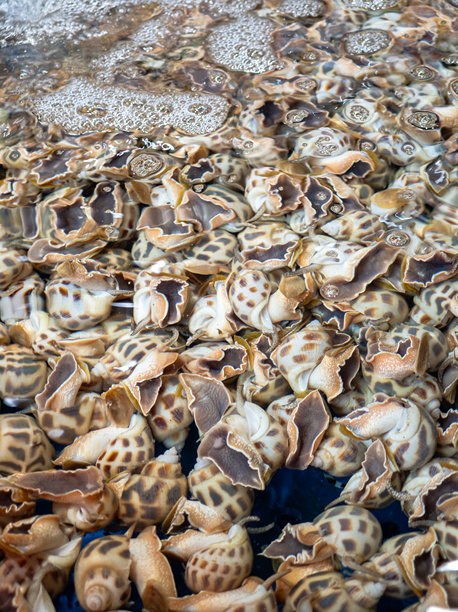 新鲜的巴比伦图片下载