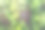 夏天，一个帐篷矗立在松林里，这是无人机拍摄的照片。图片下载